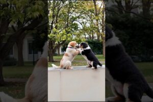 Playful Puppies Funny Video #puppy #dog #funny #viral #shorts
