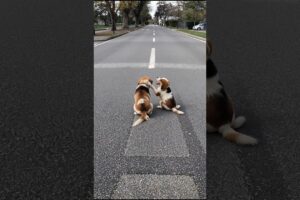 Puppies Adorable Moment Video On The Road #dog #puppy #viral #shorts
