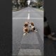 Puppies Adorable Moment Video On The Road #dog #puppy #viral #shorts