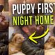 Puppies First Night Home as It Snuggles Next to Daddy’s Shoulder