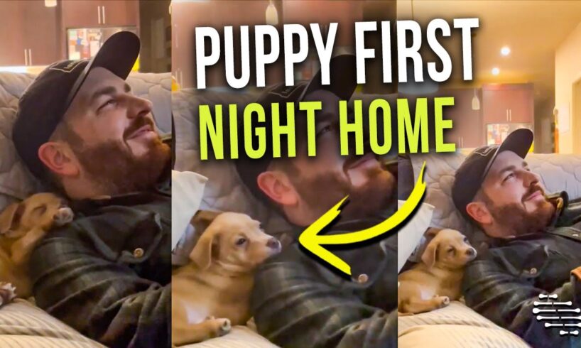 Puppies First Night Home as It Snuggles Next to Daddy’s Shoulder