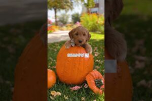 Puppies pick their names! 🎃👻 Meet our spooky pups! #goldendoodlepuppy #halloween #cute