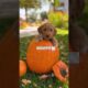 Puppies pick their names! 🎃👻 Meet our spooky pups! #goldendoodlepuppy #halloween #cute