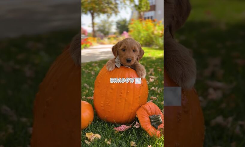 Puppies pick their names! 🎃👻 Meet our spooky pups! #goldendoodlepuppy #halloween #cute