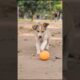 Puppy Playing With Ball Adorable Video #puppy #dog #viral #shorts