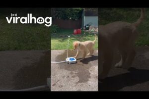 Puppy Plays With Doggy Water Fountain || ViralHog