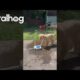 Puppy Plays With Doggy Water Fountain || ViralHog