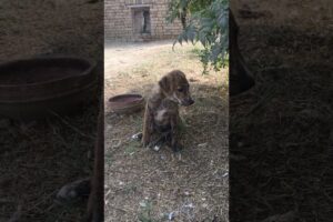 Puppy dog | Cute puppy barking | Cute puppies adorable video #cute #4kviral #shorts