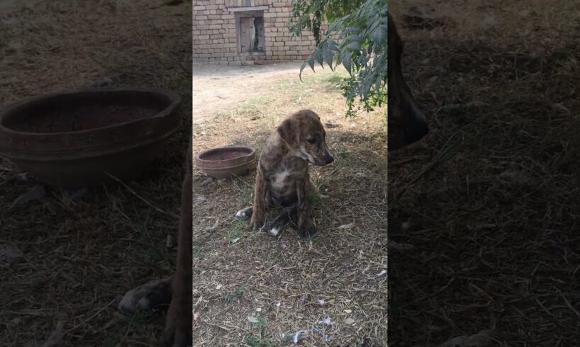 Puppy dog | Cute puppy barking | Cute puppies adorable video #cute #4kviral #shorts