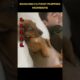 RANKING CUTEST PUPPIES MOMENTS #shorts