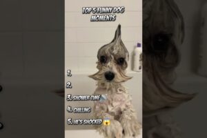 Ranking Funny Dog Videos! #funny #dog #shorts