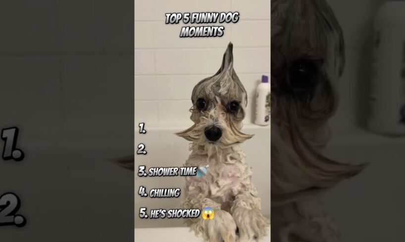 Ranking Funny Dog Videos! #funny #dog #shorts