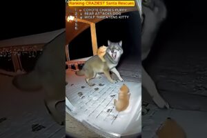 Ranking Santa's WILDEST Animal Saves 🎅😭