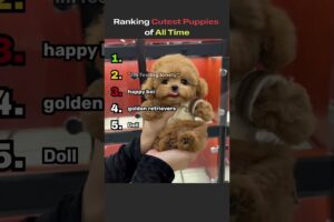 Ranking The Cutest Puppies!!!#viral #animals #puppy #cute