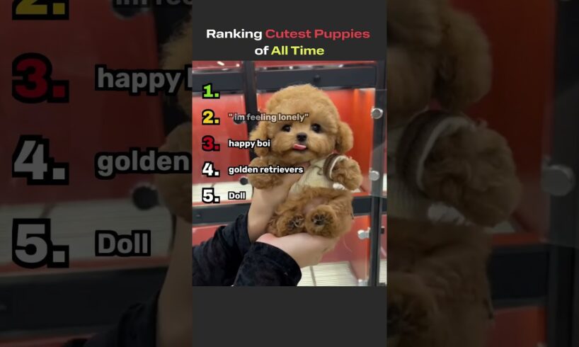 Ranking The Cutest Puppies!!!#viral #animals #puppy #cute