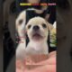 Ranking cutest puppies 🐶 #dog  #puppy