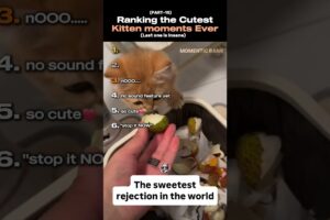 Ranking the Cutest kitten moments ever