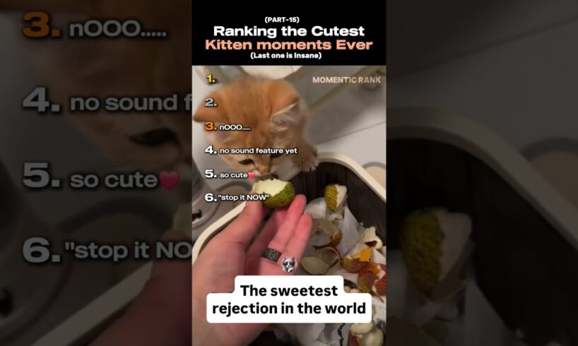 Ranking the Cutest kitten moments ever