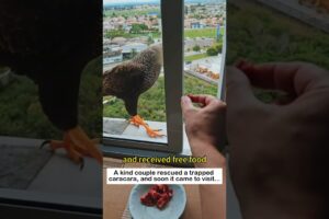 Rescue Caracara #lovestory #animals #wildliferescue #rescue #cute #wildlife#caracara #eagles #love