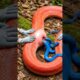 Rescue Team Assists Giant Red Snake Giving Birth to Bright Blue Babies #Snake #Wildlife #Rescue