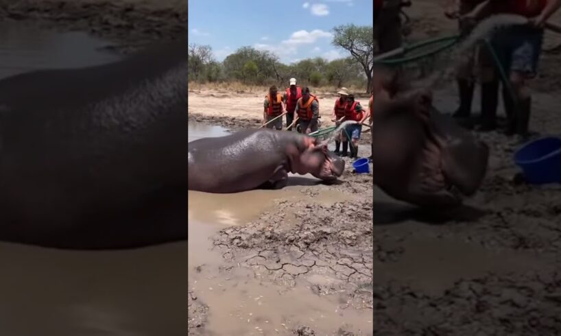 Rescue Team Members Saved This Animal