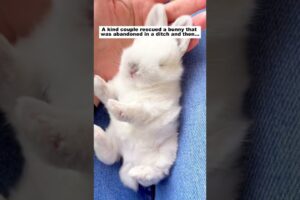 Rescue a bunny #animals #wildliferescue #lovestory #funny #pets#rabbit #bunny #love #rescue