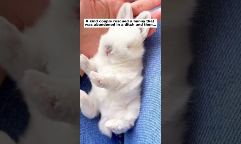Rescue a bunny #animals #wildliferescue #lovestory #funny #pets#rabbit #bunny #love #rescue