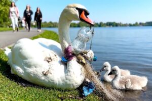 Rescuing a swan trapped in plastic waste – A video that touches your heart