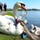 Rescuing a swan trapped in plastic waste – A video that touches your heart