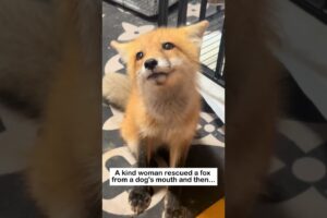 Rescuing the little fox #lovestory #animals #wildliferescue #cute #rescue #wildlife#fox #love