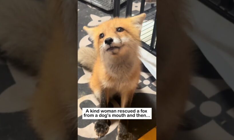 Rescuing the little fox #lovestory #animals #wildliferescue #cute #rescue #wildlife#fox #love