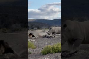 Rhino Stabs Male Lion with Its Horn