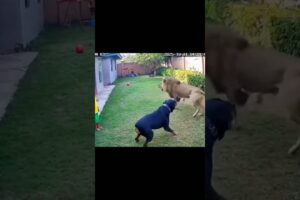 Rottweiler Fights a Lion to Save a Child 😱🐕🦁
