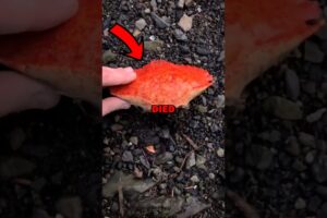 SAVING CRAB BABIES! #animals #animalstories #pets #animalrescue #cute #cuteanimals #natureglobal