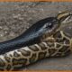 SNAKE Attack | DEADLIEST Snake Attacks On Earth Ever Recorded! Animal Fights