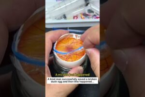 Save a duck egg  #lovestory #animals #cute #rescue #pets #love#duck #egg #animalfriendshipgoals