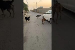 Saving a Sick Stray Dog 💔🐶 | Heartwarming Animal Rescue