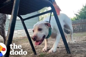 Scared Rescue Dog Who Used to Flinch Finally Feels Safe Enough to Play | The Dodo