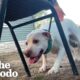 Scared Rescue Dog Who Used to Flinch Finally Feels Safe Enough to Play | The Dodo
