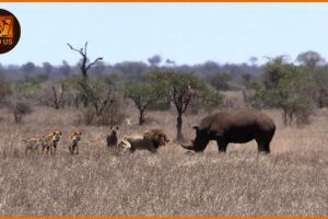 Scary Moments When Deadly Horns Crush Predators | Animal Fights