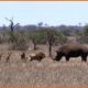 Scary Moments When Deadly Horns Crush Predators | Animal Fights