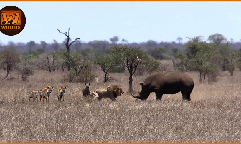 Scary Moments When Deadly Horns Crush Predators | Animal Fights