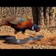 Seven-colored pheasant vs. king cobra: crazy fight in the animal world