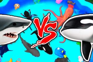 Sharks vs Animals – Learn Sea Animal and Wild Animal Names and Facts in Shark Video Water Battle