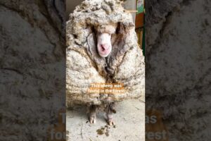Sheep Covered In 80 Pounds Worth Of Wool Makes The Most Insane Transformation | The Dodo