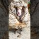 Sheep Covered In 80 Pounds Worth Of Wool Makes The Most Insane Transformation | The Dodo