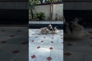 Shihtzu dogs are playing together 🥹 #shortsviral #shihtzugram #dogsofyoutube #petshub