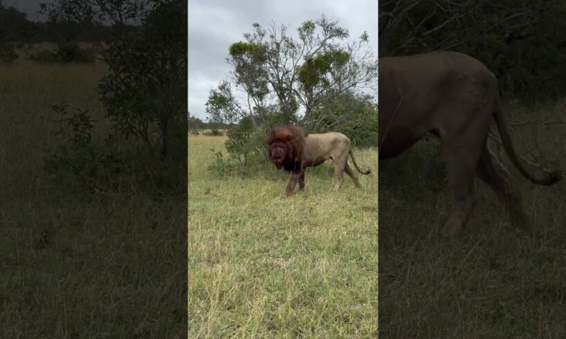 Shocking Lion After Intense Battle