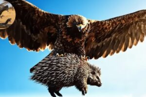 Sky Battle: The Eagle Strikes Hard, the Porcupine Strikes Back! | animal fights