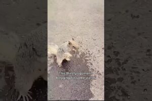 Small act of kindness, big change 💫 | Animal rescue moments।